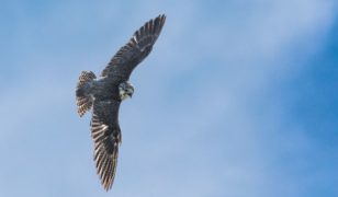 The Fantastic Falcon F7 Is A True American Ride